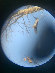 Cathartes aura