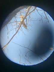 Cathartes aura