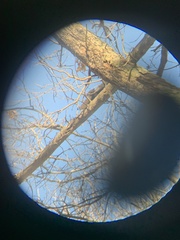 Cathartes aura