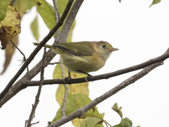 Pachysylvia aurantiifrons