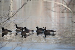 Branta canadensis