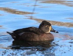 Aythya collaris