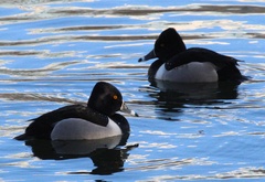 Aythya collaris