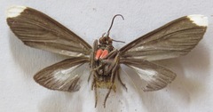 Episcepsis lenaeus