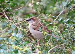 Passer domesticus