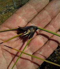 Mesomelaena tetragona