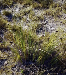 Mesomelaena tetragona