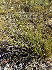 Mesomelaena tetragona