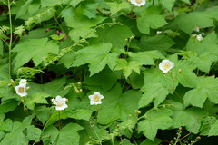 Rubus parviflorus parviflorus