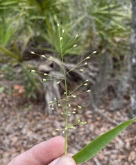 Dichanthelium equilaterale