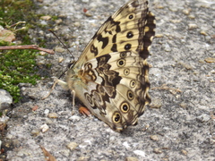 Neope goschkevitschii