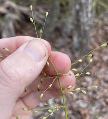 Dichanthelium equilaterale