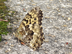 Neope goschkevitschii