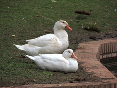 Anas platyrhynchos × Cairina moschata