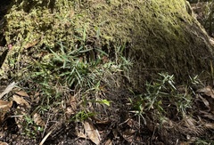 Dichanthelium patulum