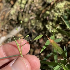 Dichanthelium patulum