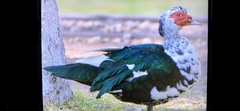Cairina moschata domestica