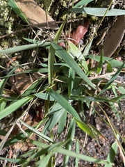 Dichanthelium patulum