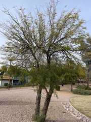 Prosopis alba