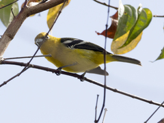 Piranga leucoptera
