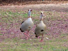 Alopochen aegyptiaca