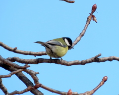 Parus major