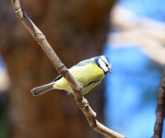 Cyanistes caeruleus