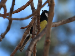 Parus major
