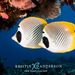 Panda Butterflyfish - Photo (c) Kristin Anderson, some rights reserved (CC BY-NC), uploaded by Kristin Anderson