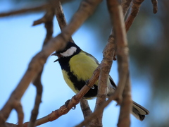 Parus major