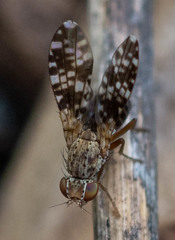 Trixoscelis polita