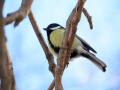 Parus major