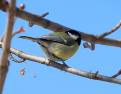 Parus major
