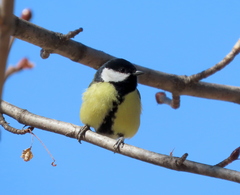 Parus major