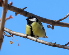 Parus major