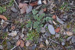 Pimpinella villosa