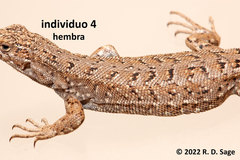 Liolaemus coeruleus