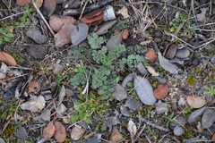 Pimpinella villosa