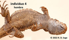Liolaemus coeruleus