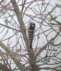 Dryobates pubescens