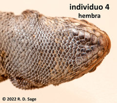 Liolaemus coeruleus