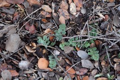 Pimpinella villosa