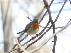 Erithacus rubecula