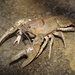 Eastern Crayfish - Photo (c) Ty Smith, some rights reserved (CC BY-NC), uploaded by Ty Smith