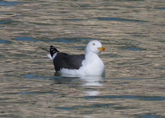 Larus fuscus