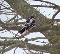 Dryobates pubescens