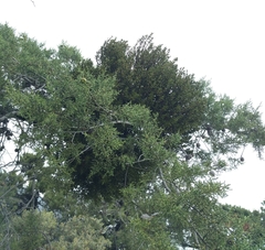 Phoradendron bolleanum