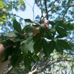 Aesculus californica