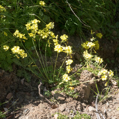 Oxalis pes-caprae