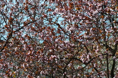 Prunus cerasifera pissardii